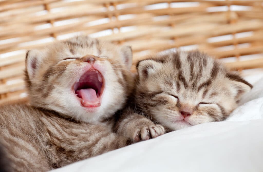 one yawning kitten one sleeping kitten in a basket