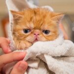 Should I bathe my cat