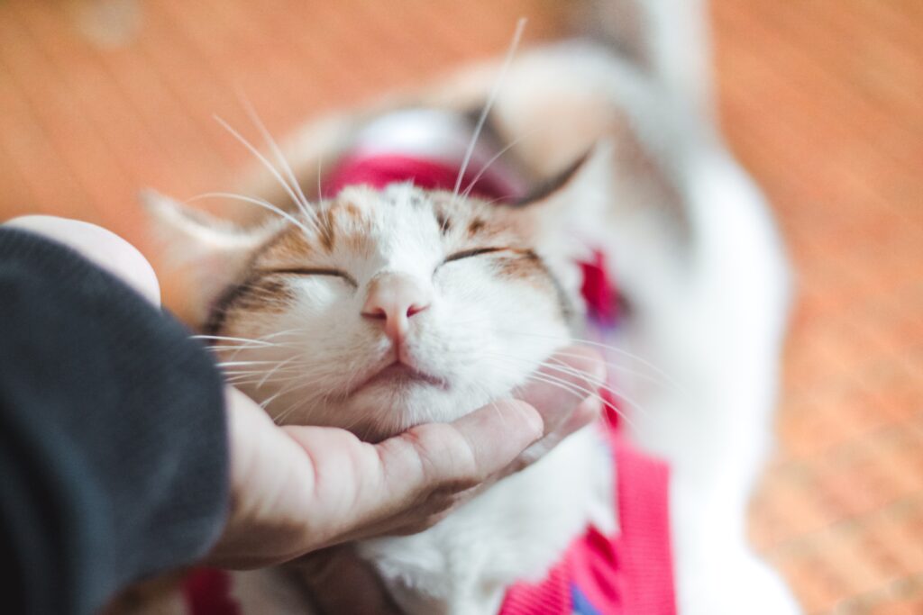 12 best tricks to teach your cat right away