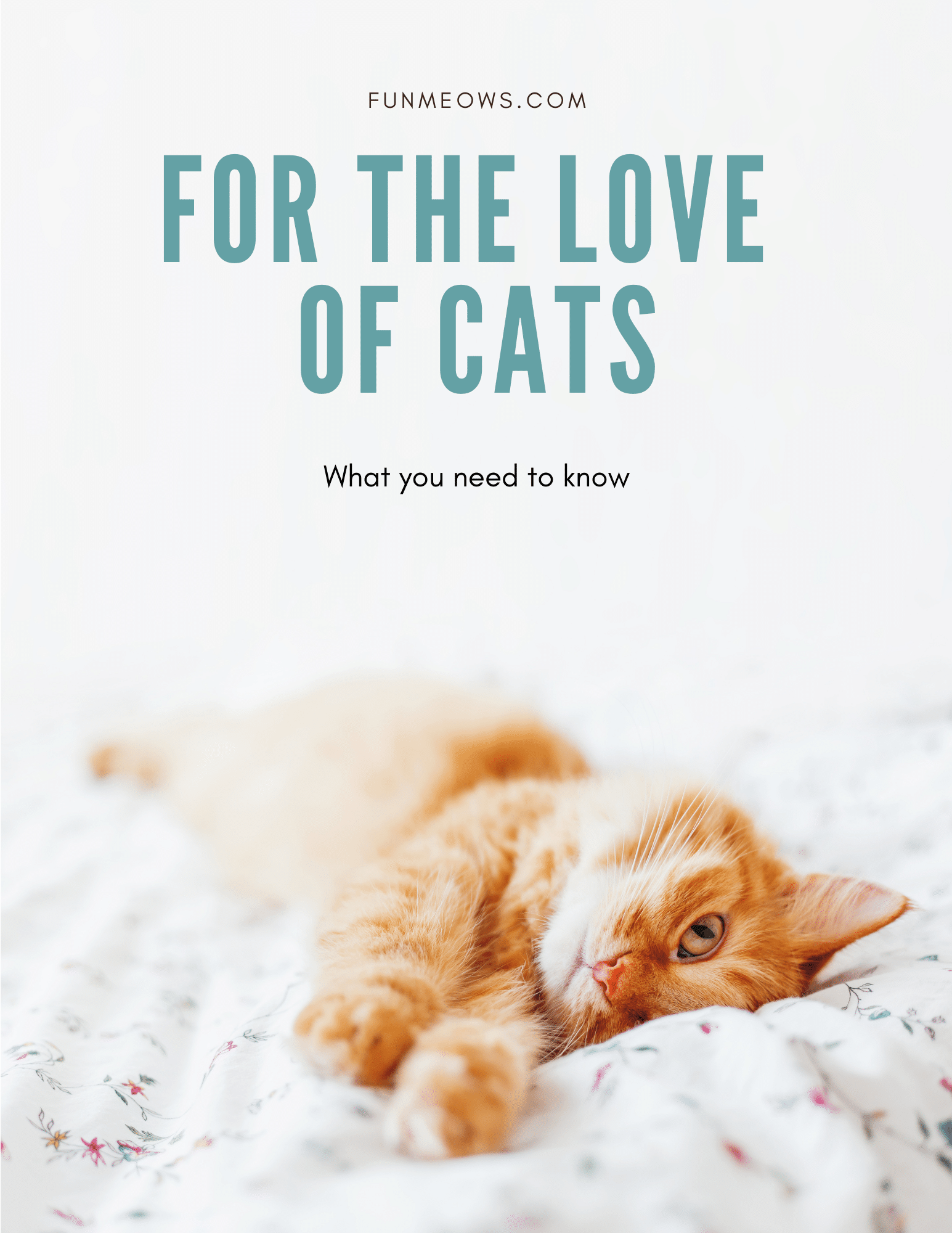 Kitten Care 101: What You Should Know
