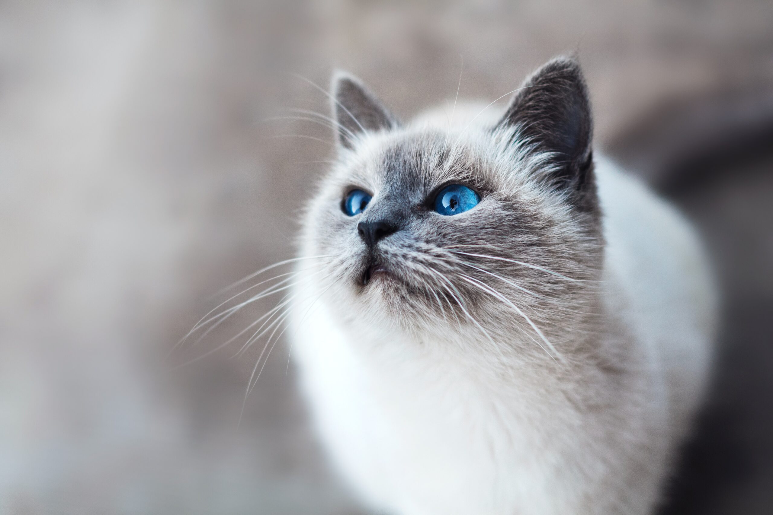 8 friendly breeds of cats anyone would love to have