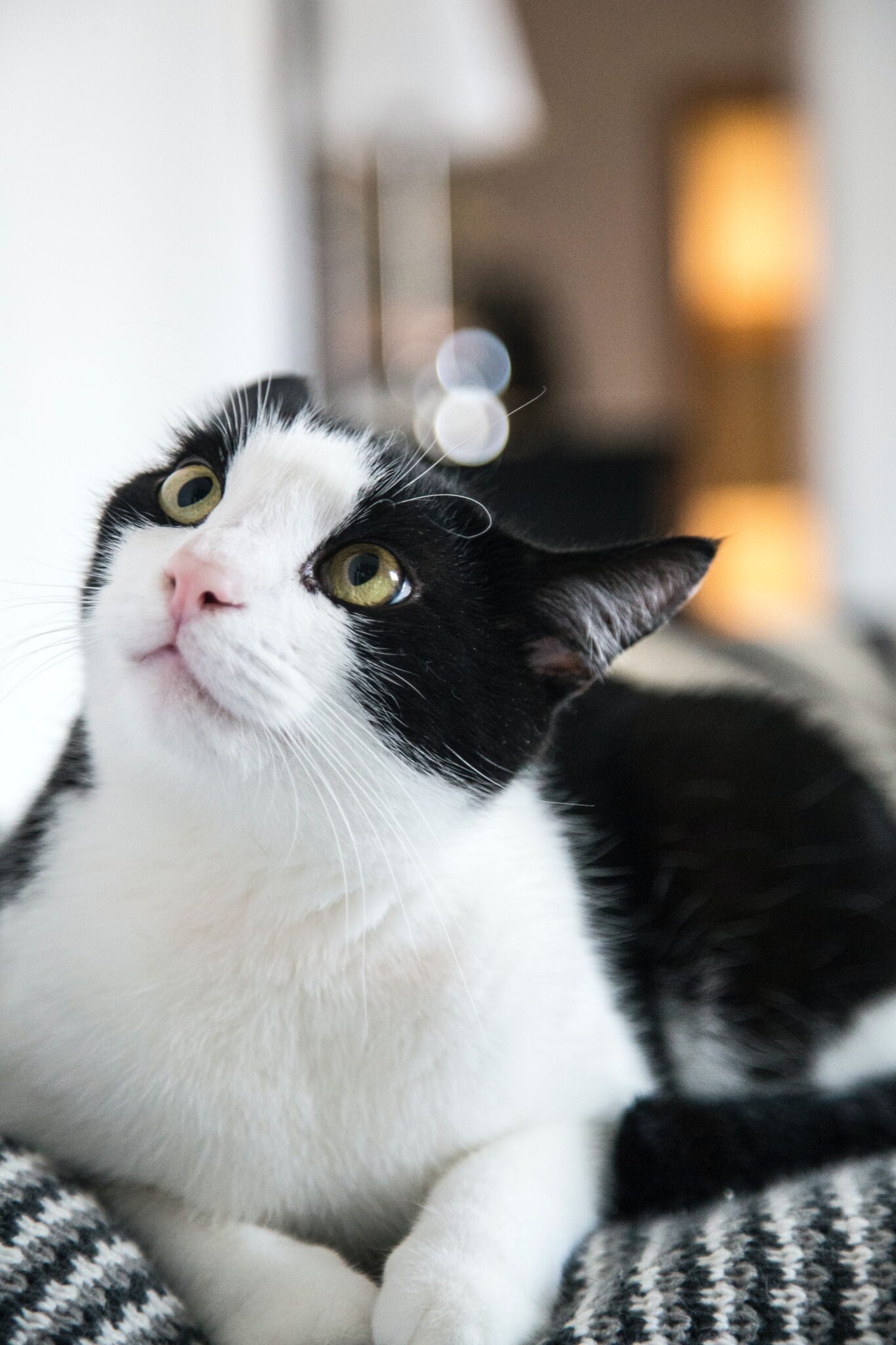 Are tuxedo cats a breed? Fun Meows