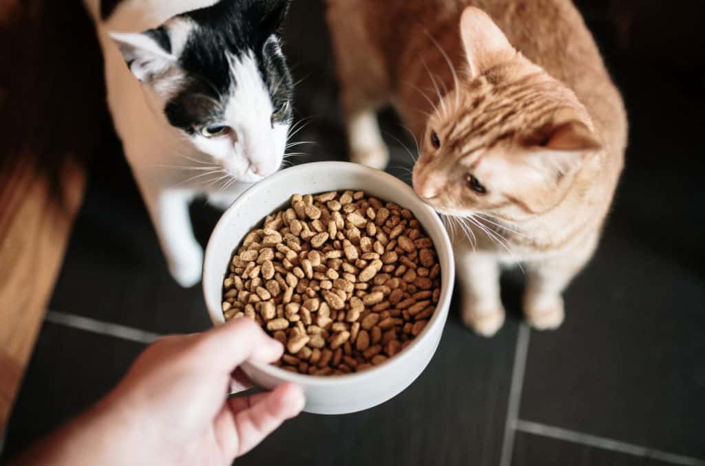 two cats and a bowl of dry cat food being served