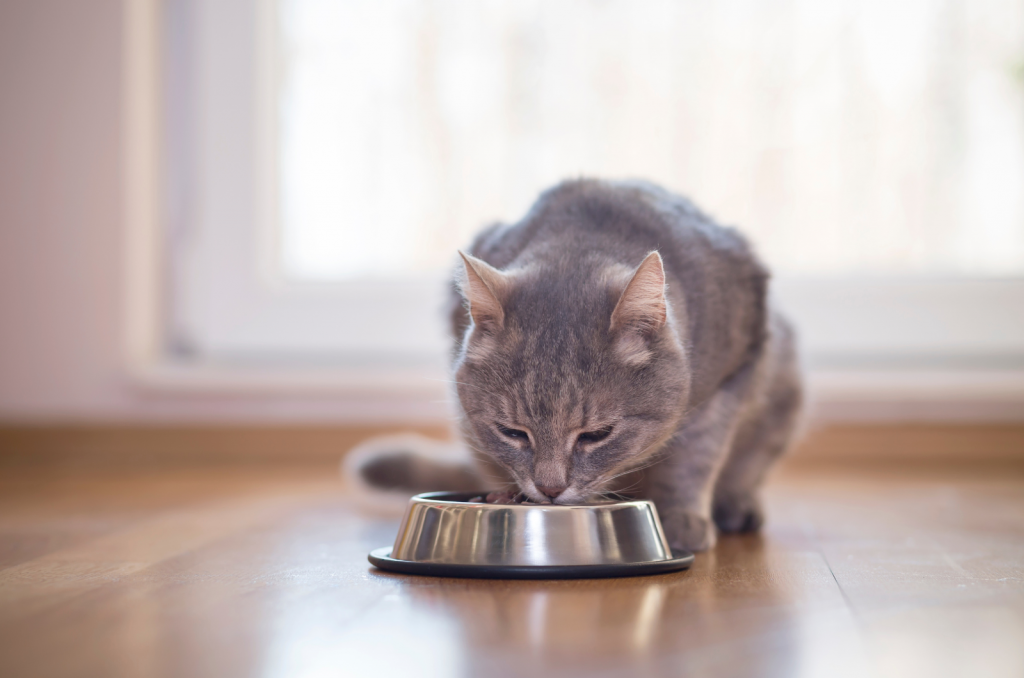 grey cat eating out of silver bowl