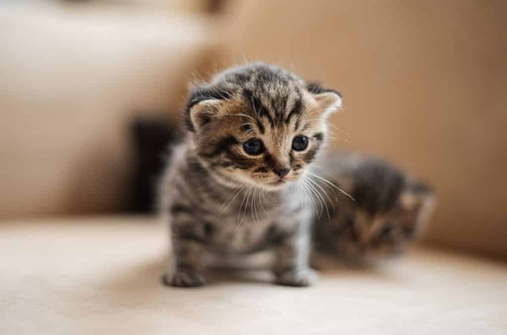 small grey and white kitten