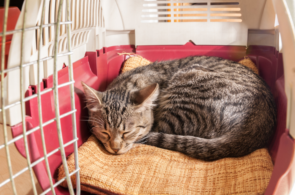 brey kitten sleeping on blanket inside pet carrier