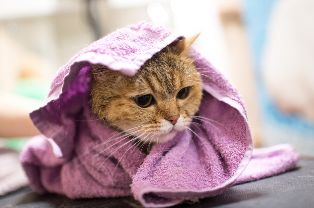cat rolled up in towel burrito method