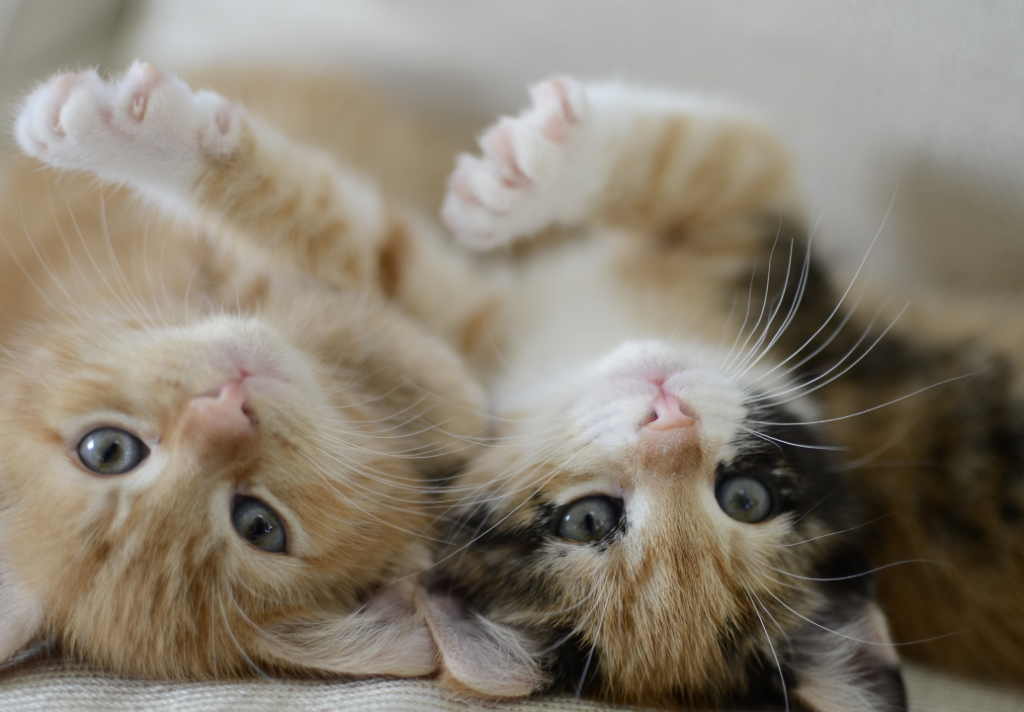 2-calico-kittens-on-their-backs