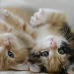 2-calico-kittens-on-their-backs