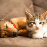 dog adn cat laying on couch